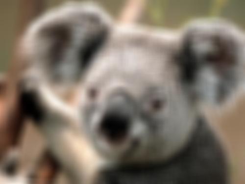 ../_images/Koala_blur.jpg