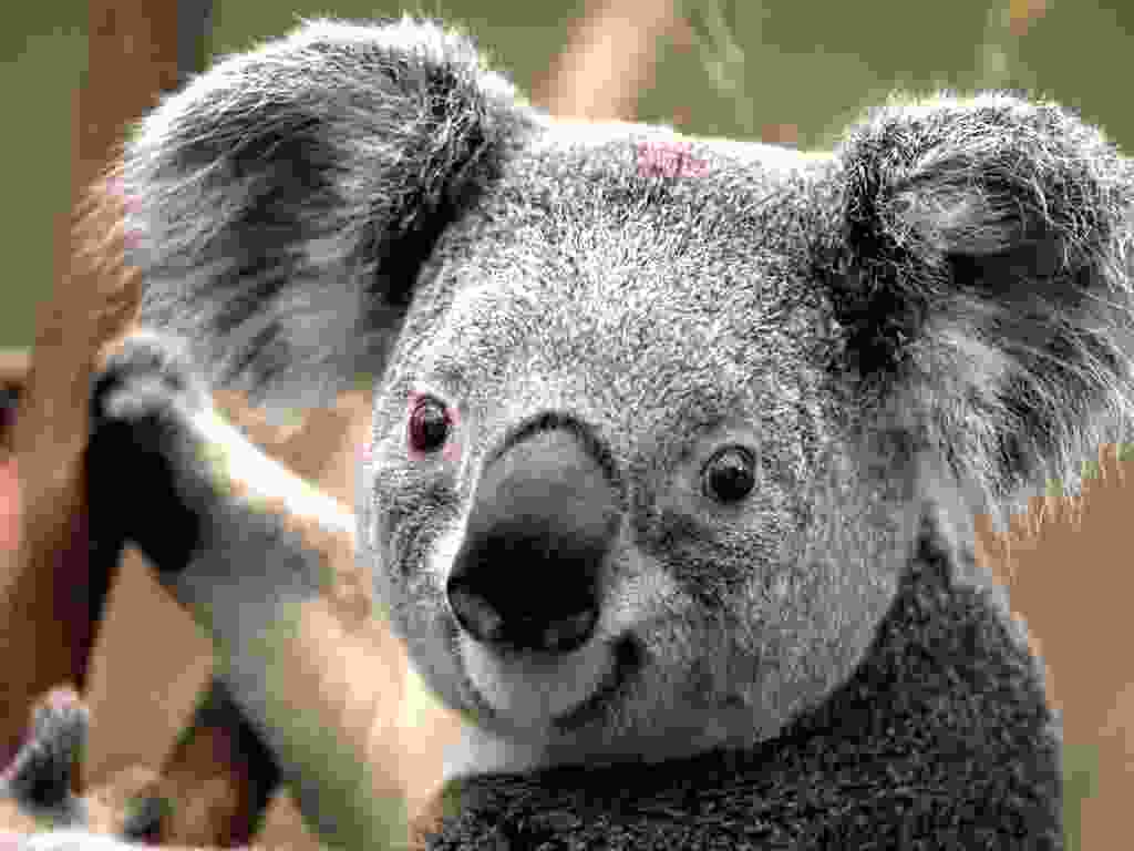 ../_images/Koala_quality.jpg