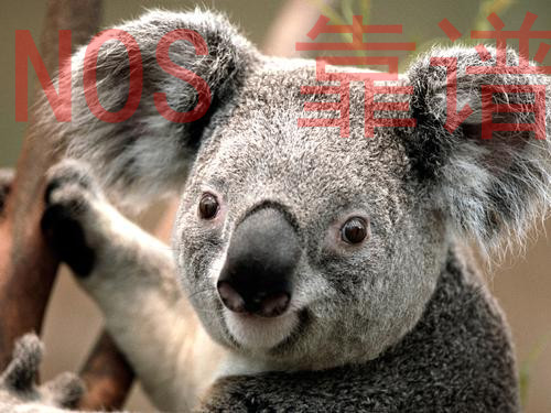 ../_images/Koala_text.jpg
